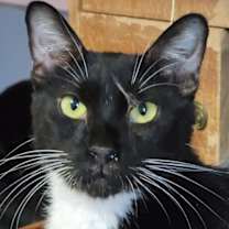 adopt-pet