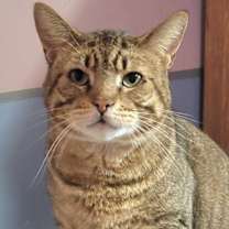 adopt-pet