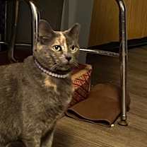 Thumbnail photo of Bandit #3