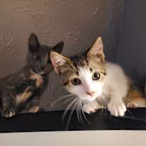 Thumbnail photo of Mara #4