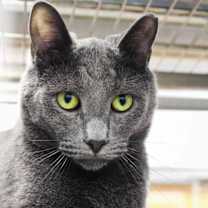 Thumbnail photo of Pencil #4