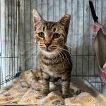 Thumbnail photo of Azalea #3