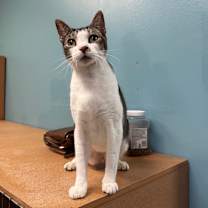 Thumbnail photo of Gavin #4