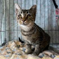 Thumbnail photo of Azalea #1