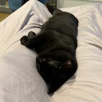 Thumbnail photo of Luna #2