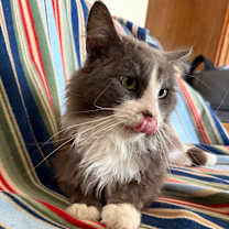 Thumbnail photo of Goose #2