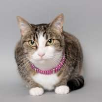 Thumbnail photo of Valentine #4