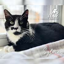 Thumbnail photo of Sylvie #1