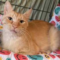 Thumbnail photo of Maxim #1