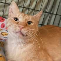 Thumbnail photo of Maxim #2