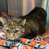 Thumbnail photo of Charlee #2