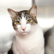 Thumbnail photo of Navya #1