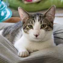 Thumbnail photo of Navya #4