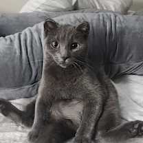Thumbnail photo of Merlin #4