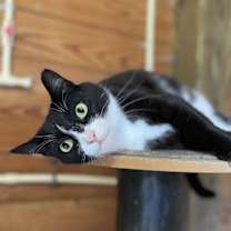 Thumbnail photo of Belle #2