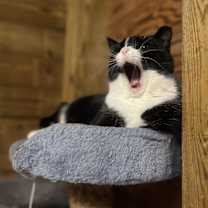 Thumbnail photo of Belle #3