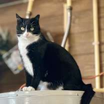 Thumbnail photo of Belle #4