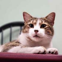 Thumbnail photo of May the Brown Beauty #1