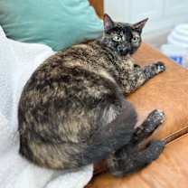 Thumbnail photo of Marble Cake #3