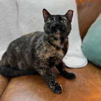 Thumbnail photo of Marble Cake #4