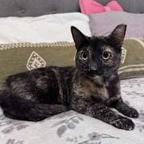 Thumbnail photo of Marble Cake #1