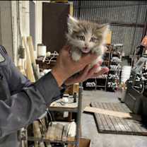 Thumbnail photo of Juliet #4