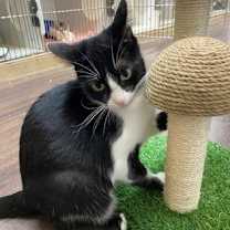 Thumbnail photo of TWINKLE #1