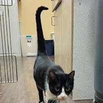 Thumbnail photo of TWINKLE #2