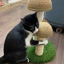 Thumbnail photo of TWINKLE #3