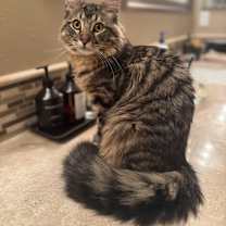 Thumbnail photo of Leo #2