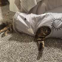 Thumbnail photo of Leo #3