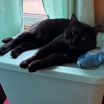 Thumbnail photo of Midnights  #4