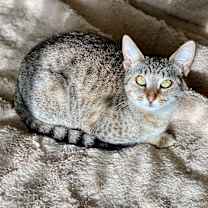 Thumbnail photo of Destiny #3