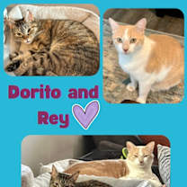 Thumbnail photo of Dorito and Rey #1