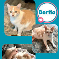 Thumbnail photo of Dorito and Rey #3