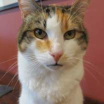 Thumbnail photo of Chrissy #3