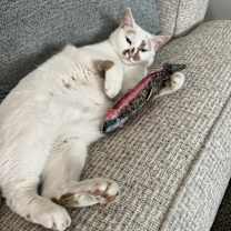 Thumbnail photo of Charlie #3