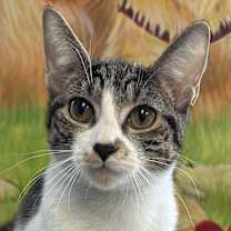 Thumbnail photo of Amora #1