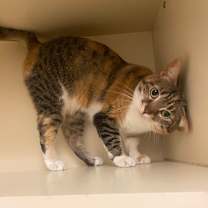 Thumbnail photo of Fifi #1