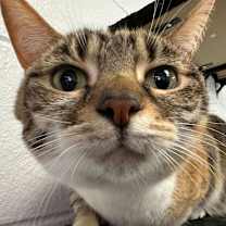 Thumbnail photo of Fifi #3