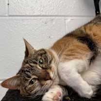 Thumbnail photo of Fifi #4
