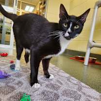 Thumbnail photo of Alfie #1