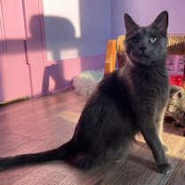 Thumbnail photo of Doechii #3