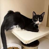 Thumbnail photo of Manny #1