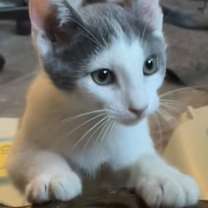 Thumbnail photo of Blanche #1