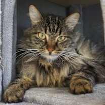 Thumbnail photo of Coach #1