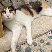 Thumbnail photo of Calypso #1