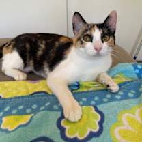 Thumbnail photo of Calypso #3