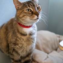 Thumbnail photo of Fool's Marigold *SN*VIP* #1