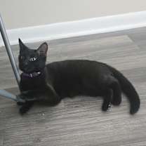 Thumbnail photo of Violet #4